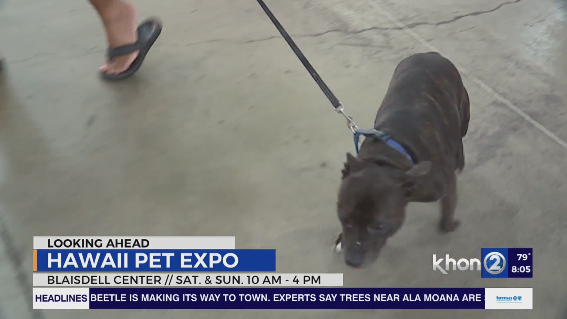 2025 Hawaii Pet Expo KHON2