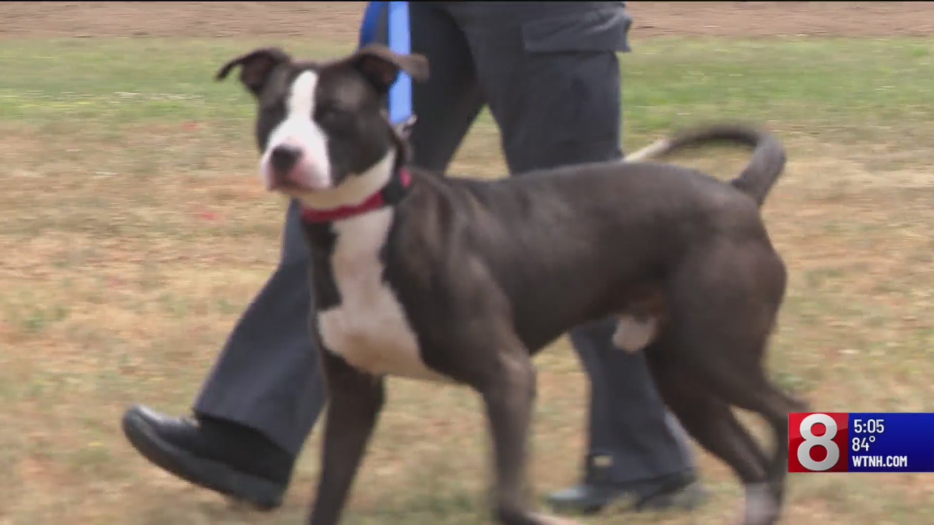 Dog tied by collar to tree in South Windsor still up for adoption ...