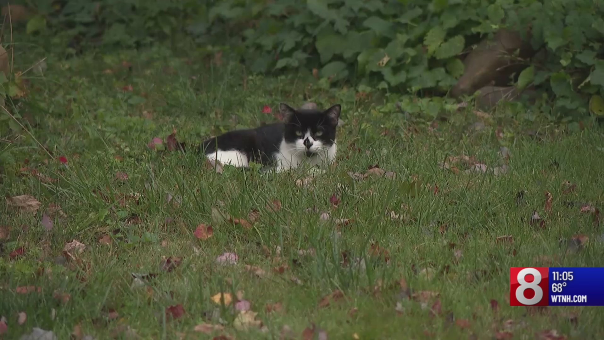 North Haven Animal Control To Trap Euthanize Feral Cats WTNH north-haven-animal-control-to-trap-euthanize-feral-cats-wtnh