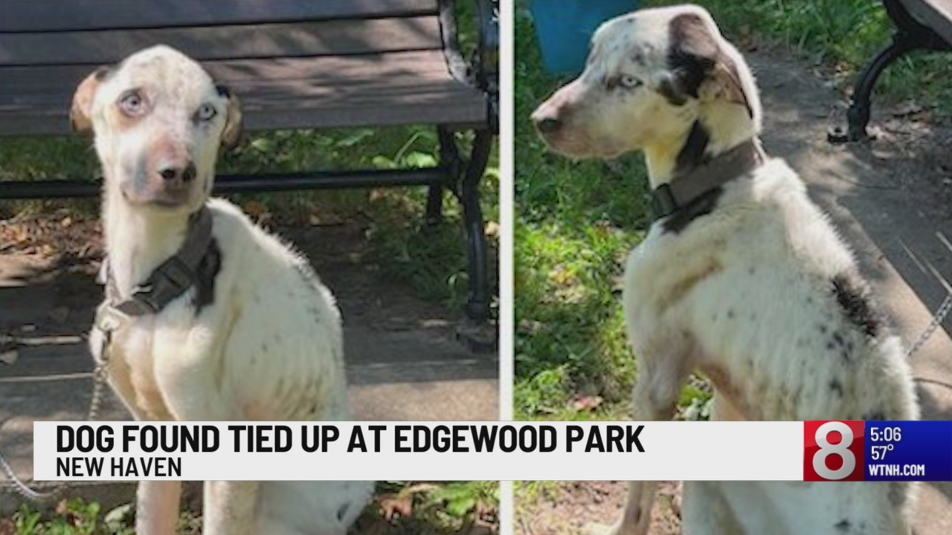 Dog found tied up at Edgewood Park in New Haven – WTNH.com