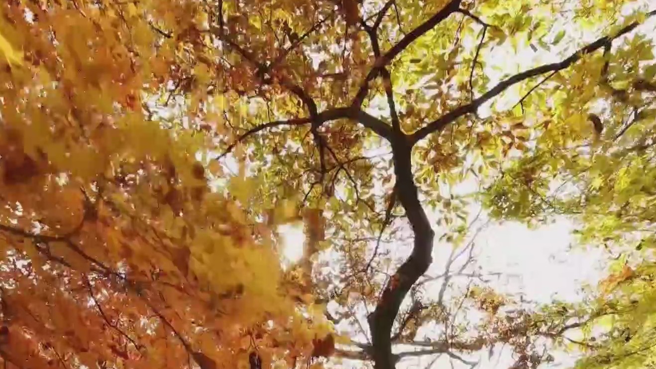 How weather impacts fall leaf colors | Morning in America – NewsNation