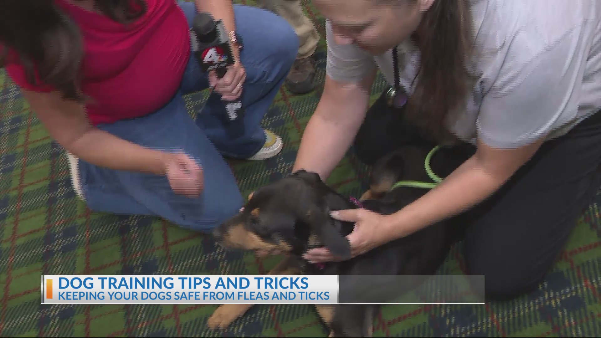 Training Tips and Tricks: How to check dogs for fleas and ticks – NBC4 ...