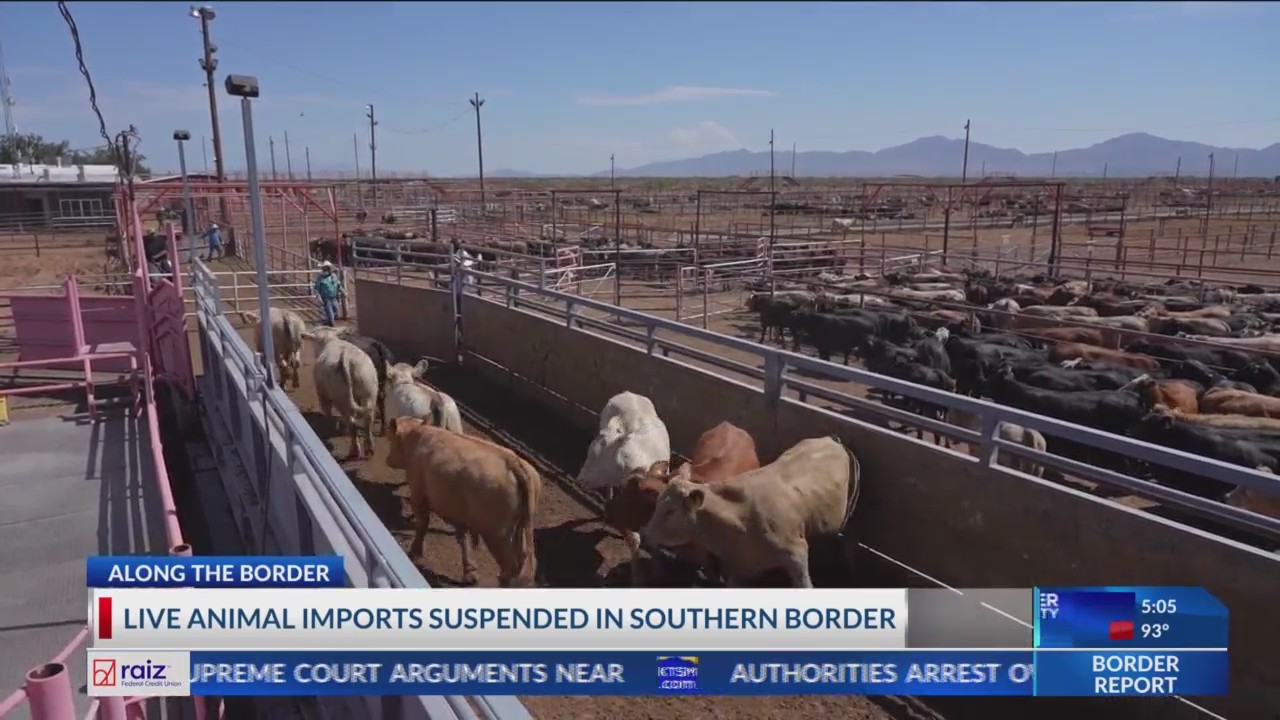Live animal imports halted along border – BorderReport