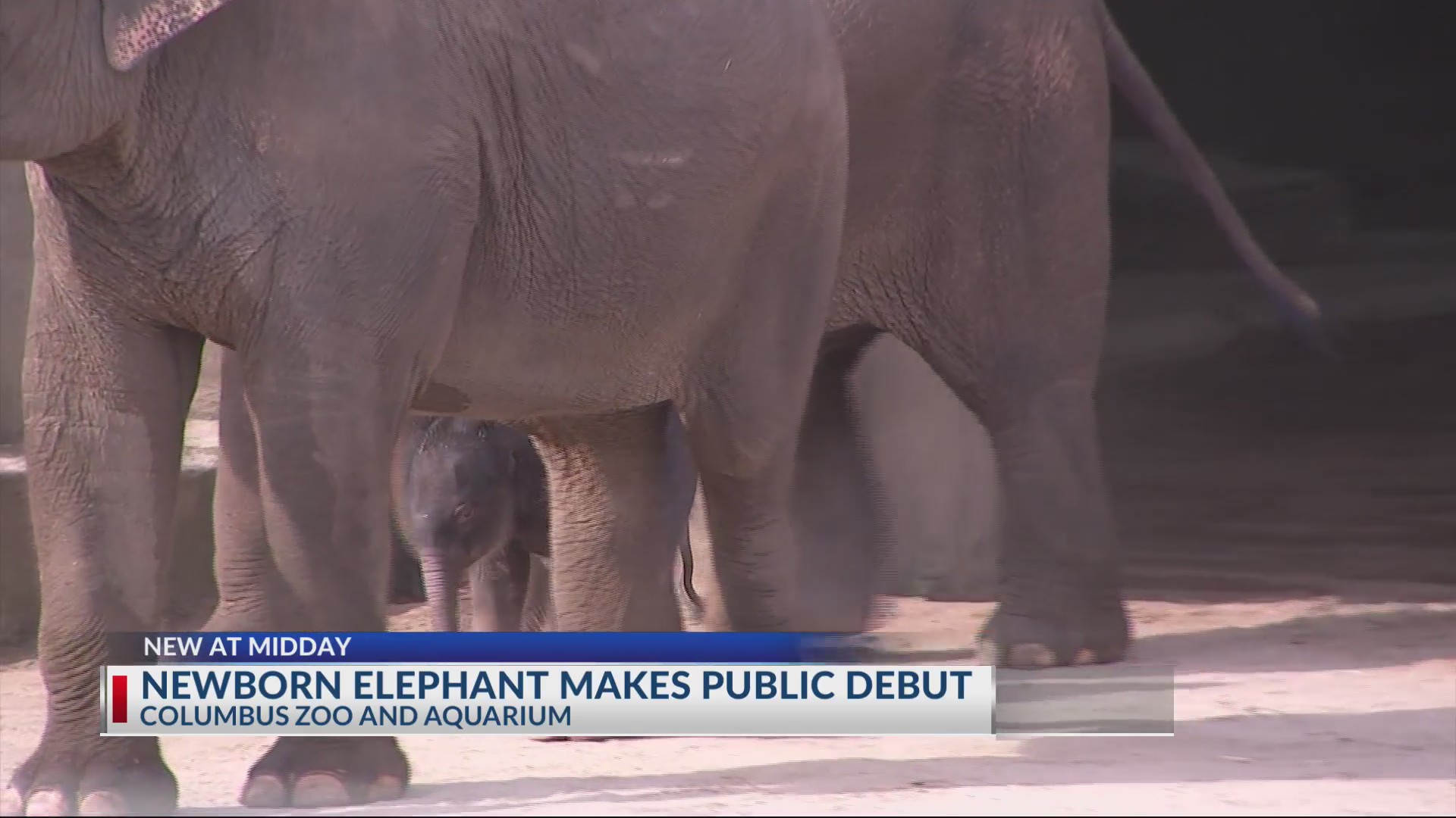 Asian Elephant Calf Makes Public Debut Columbus Zoo