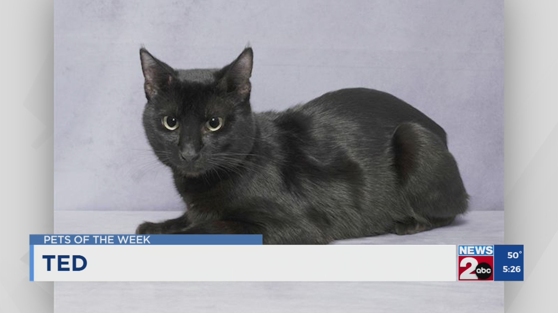 Pets of the Week for Nov. 12, 2024 – WKRN News 2