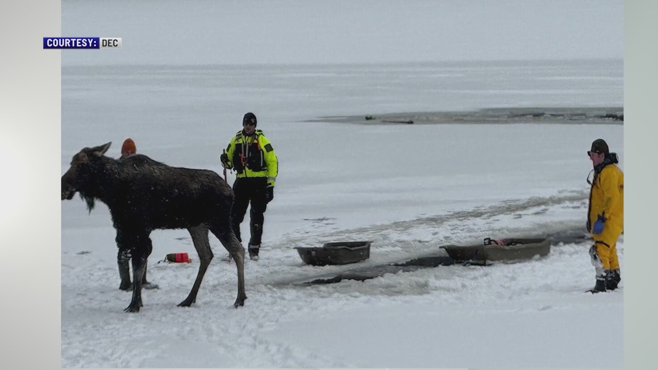 DEC rangers rescue moose from icy plunge – NEWS10 ABC