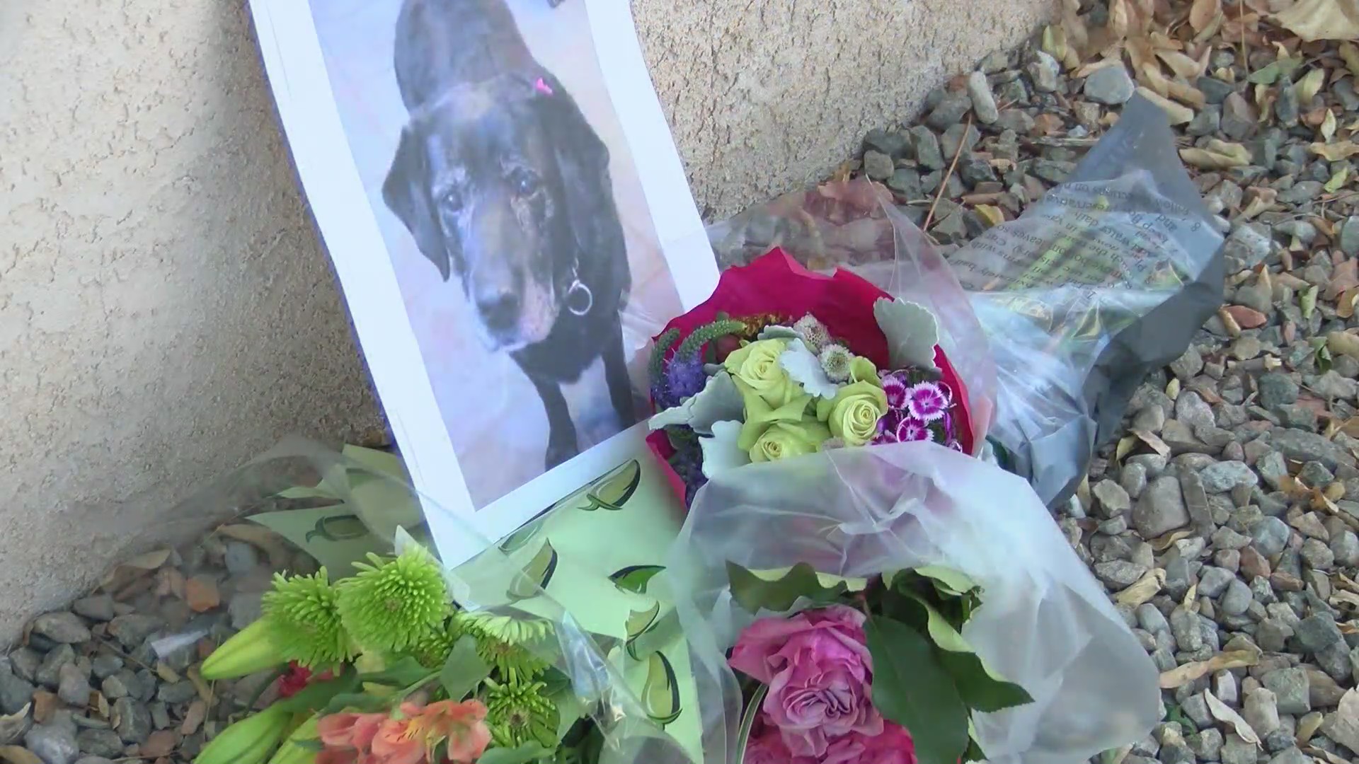 Missing service dog discovered to be dead after water main break – KRQE ...