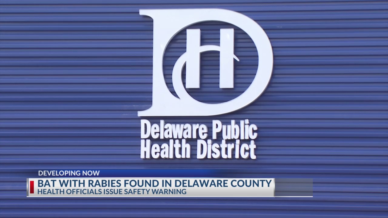 Rabies detected in Delaware County bat: what you need to know – NBC4 ...