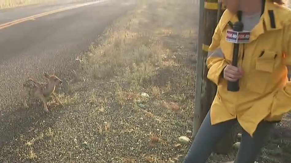 Fawn searches for mother in aftermath of the Apache Fire – FOX40 News