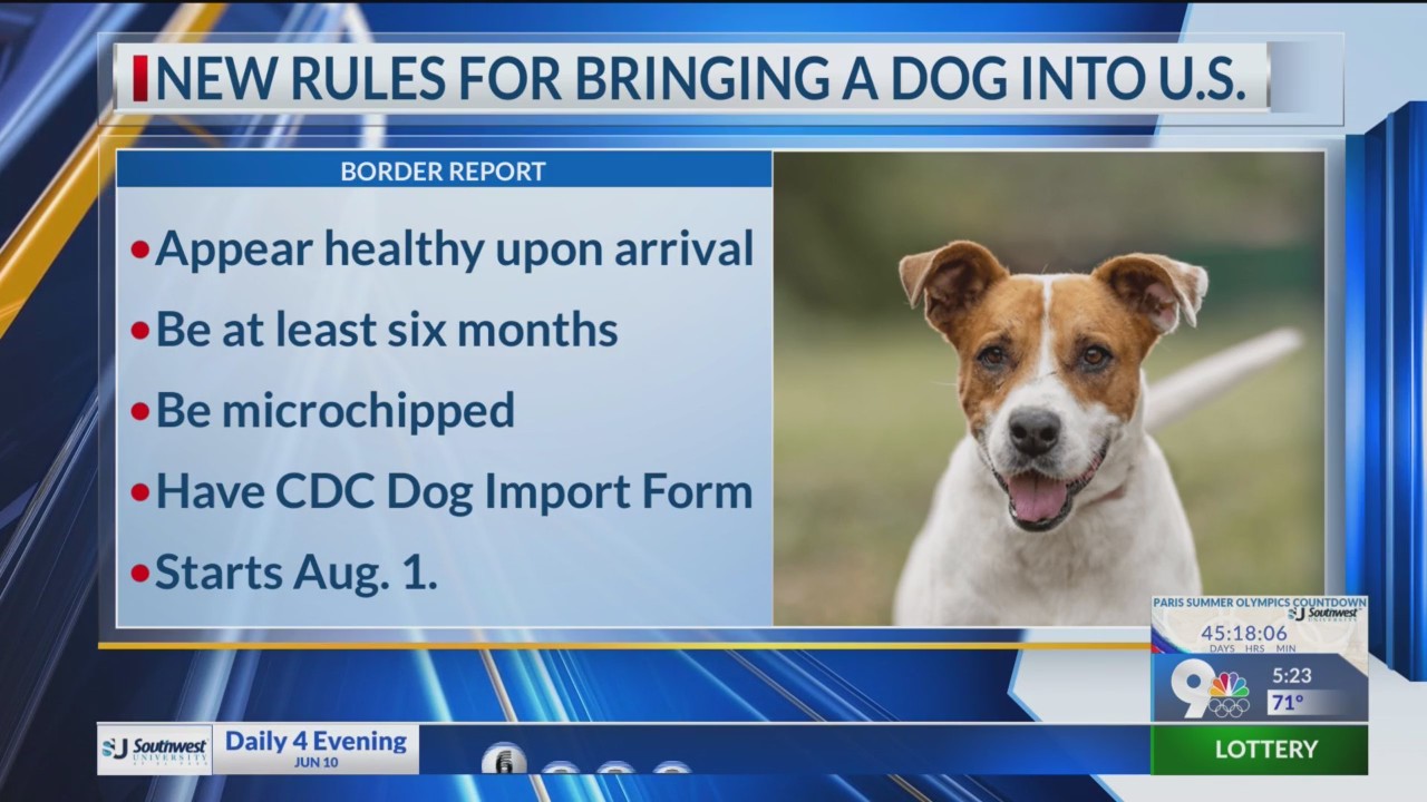 CDC announces new rules for bringing a dog into the US BorderReport