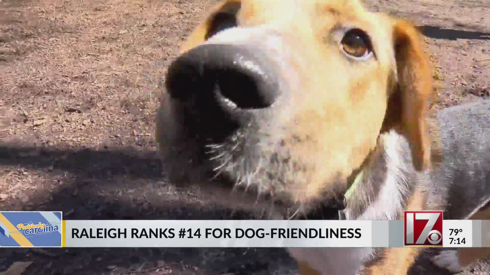 Raleigh, Durham rank high on list of most dogfriendly cities