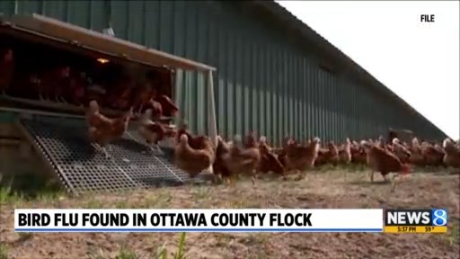 Bird flu found in Ottawa County flock – WOODTV.com