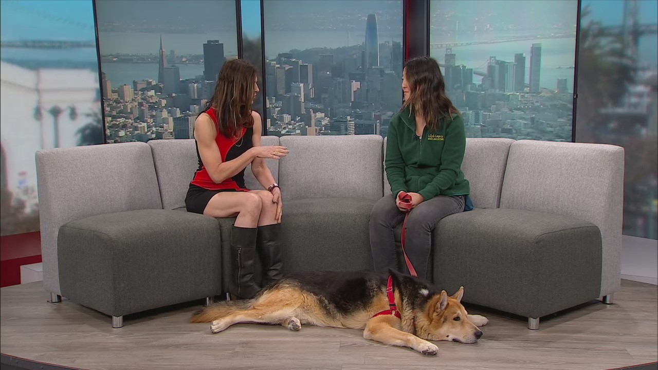 KRON4 celebrates Saving Senior Dogs Week KRON4