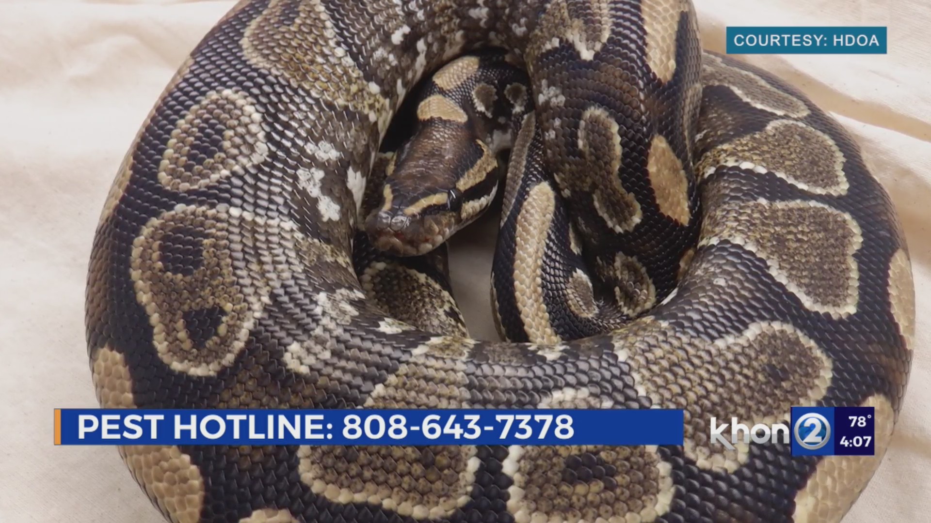 3.5 foot long non-venomous ball python found in Waipahu home – KHON2