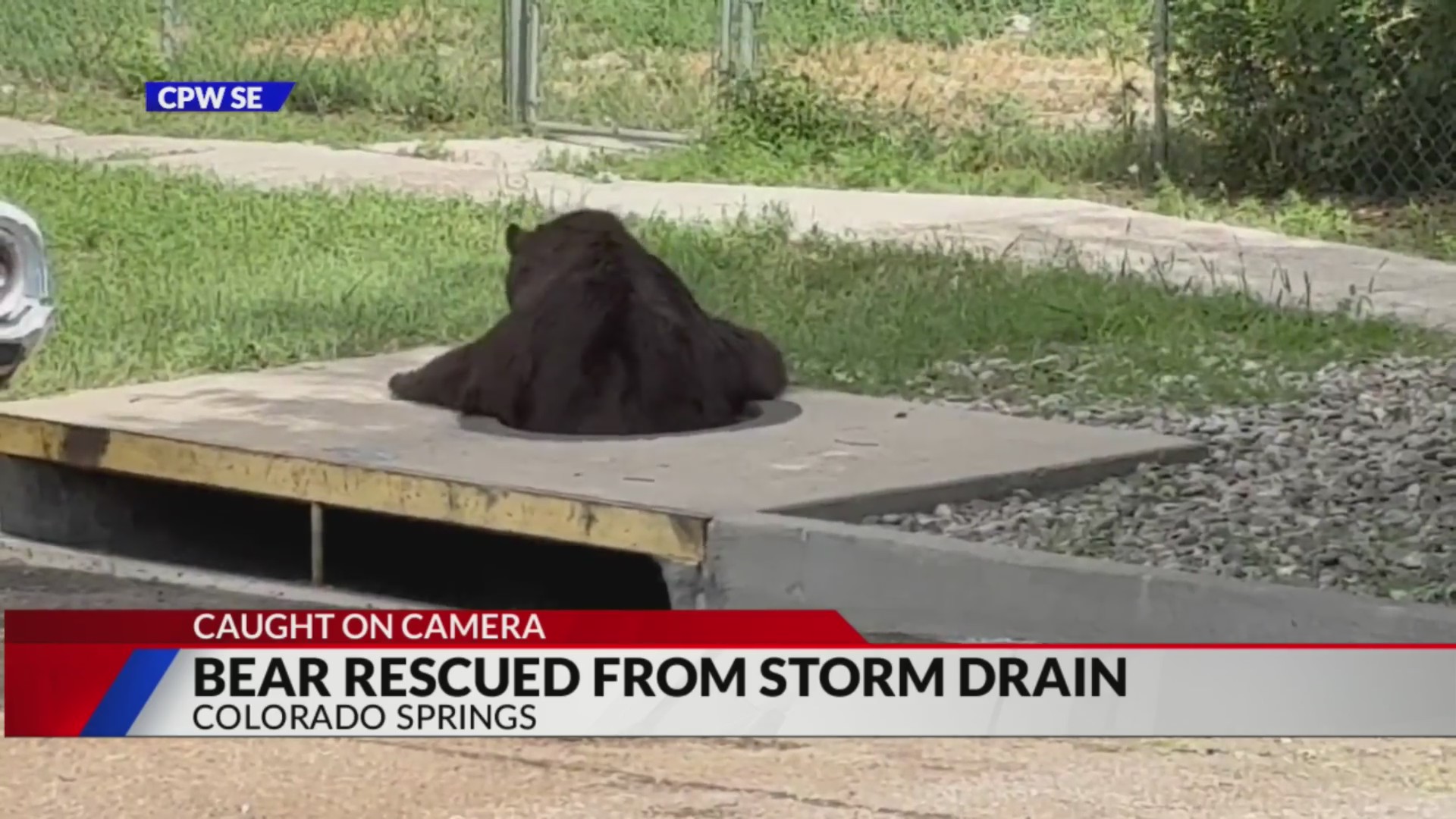 Watch: Bear emerges from storm drain in Colorado Springs – FOX31 Denver