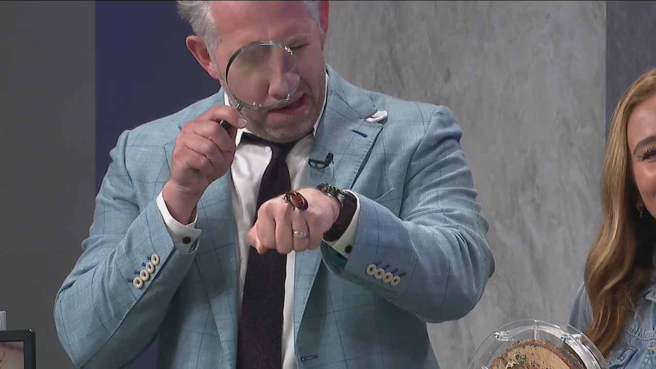 Franklin Pest Solutions! — 9/25/24 Fox 59