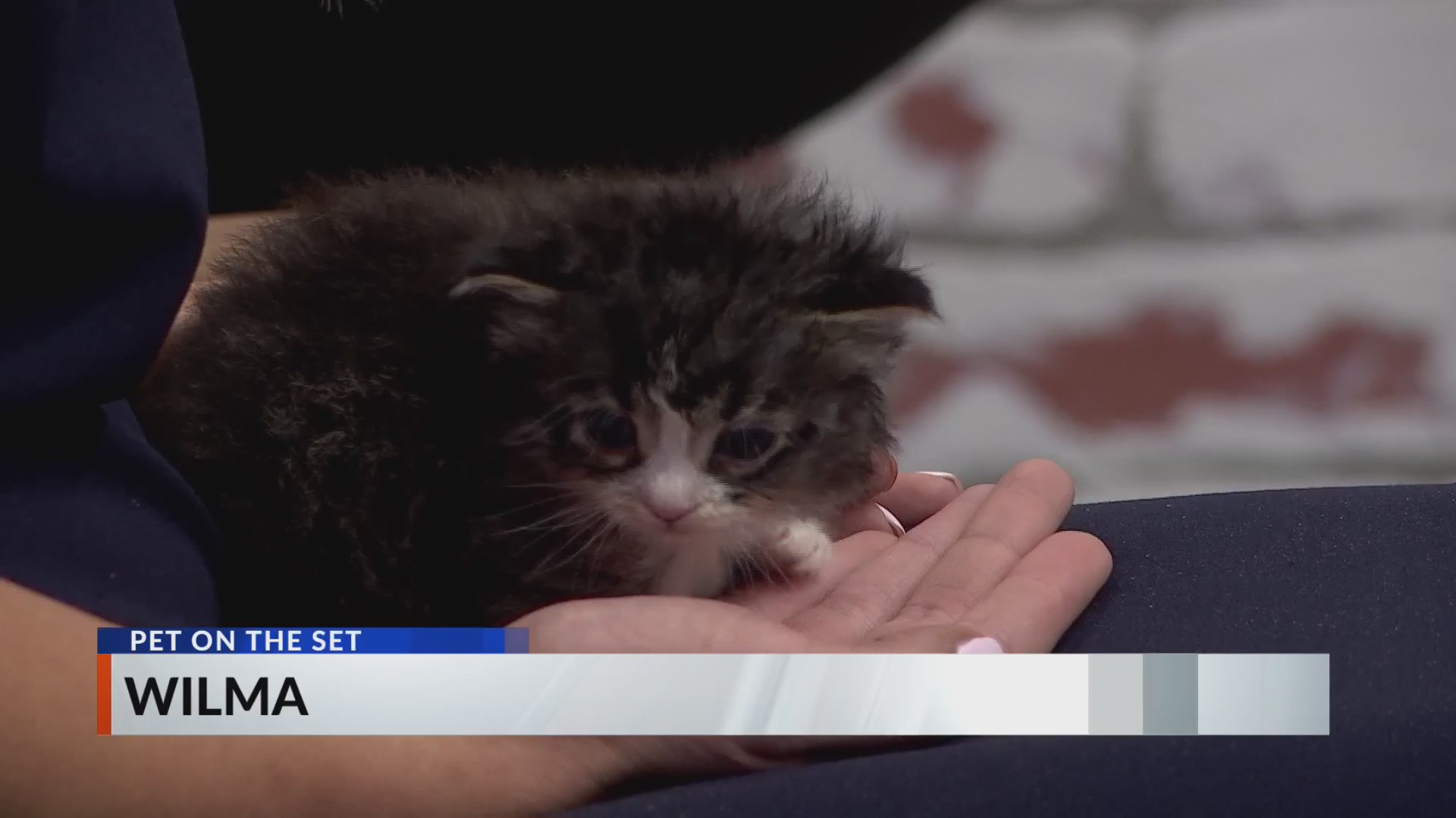 Pet on the Set | Vermilion County Animal Shelter - WCIA.com