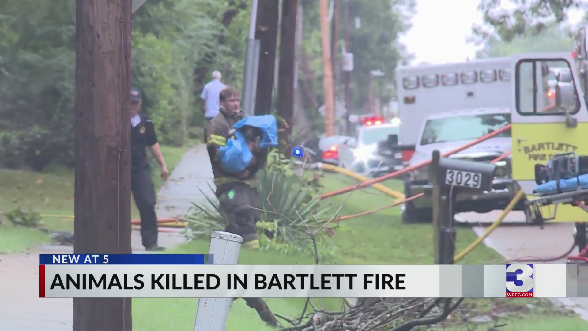 Multiple dogs killed after animal rescue catches on fire – WREG.com