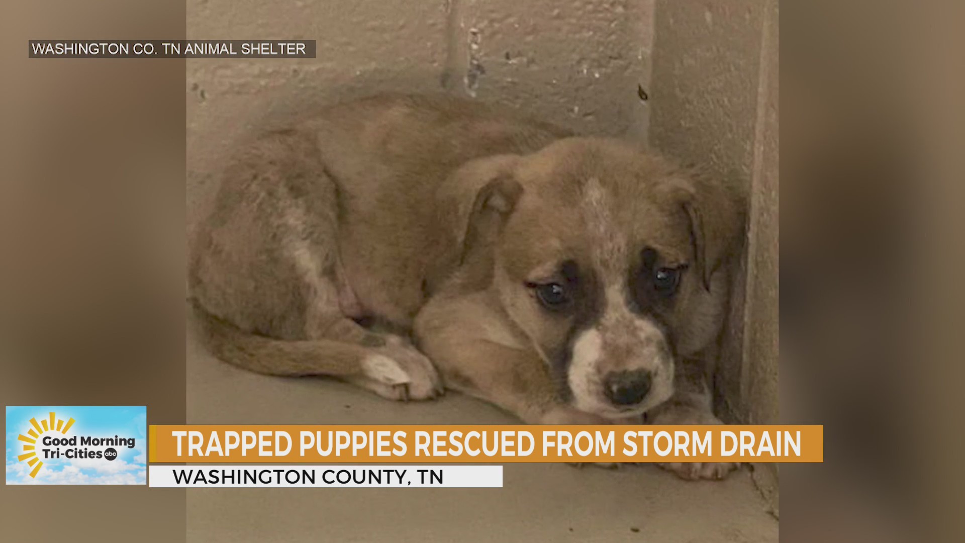 Puppies saved from Washington County, Tennessee storm drain WJHL