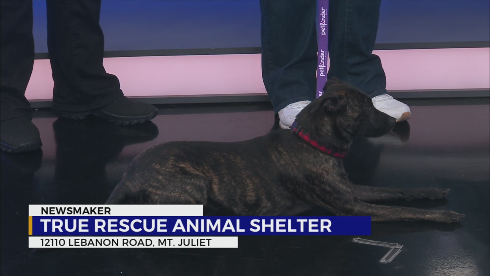 Newsmaker: True Rescue Animal Shelter in Mt. Juliet – WKRN News 2