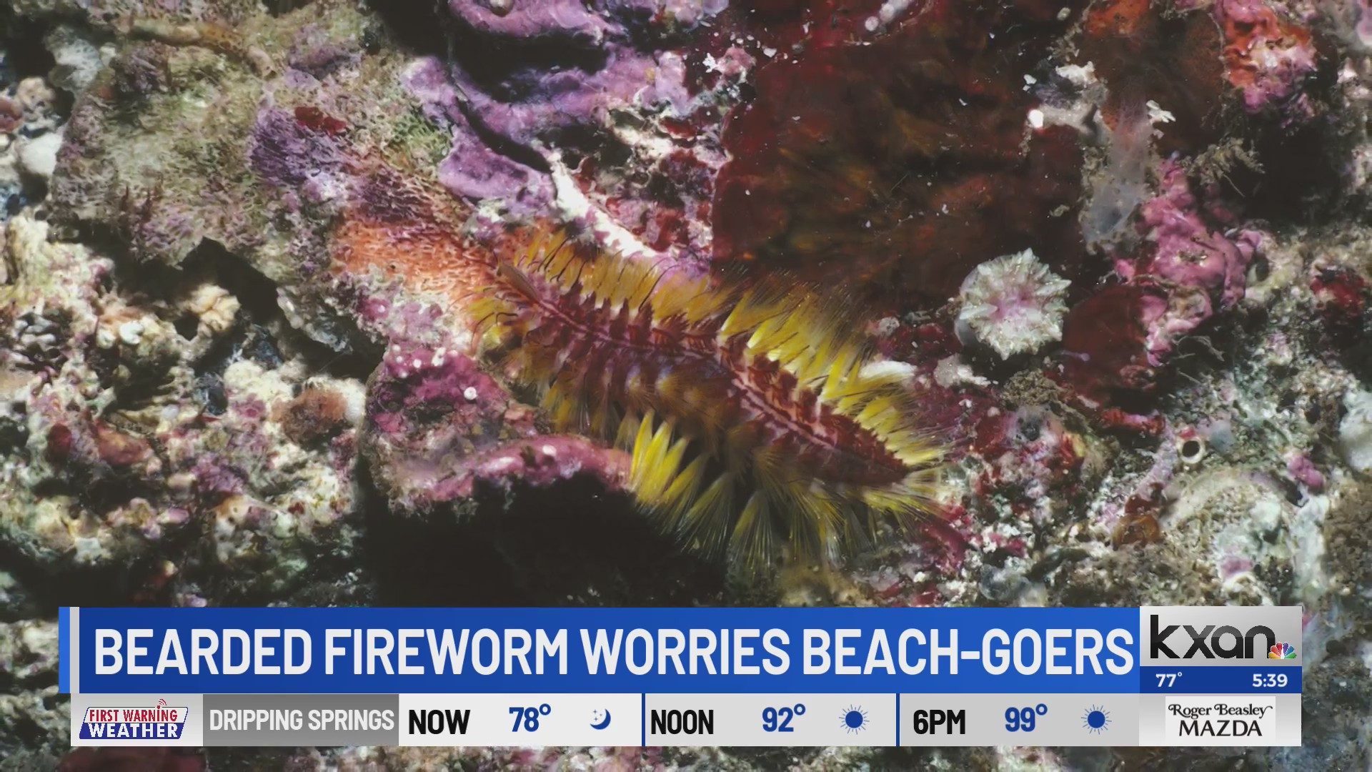 Fireworms wash up on 2 Texas beaches KXAN Austin