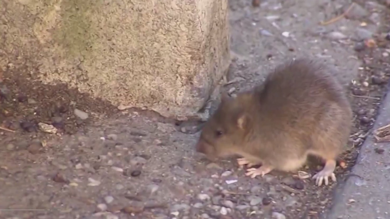 Will Portland adopt rat birth control like New York, Boston? Expert