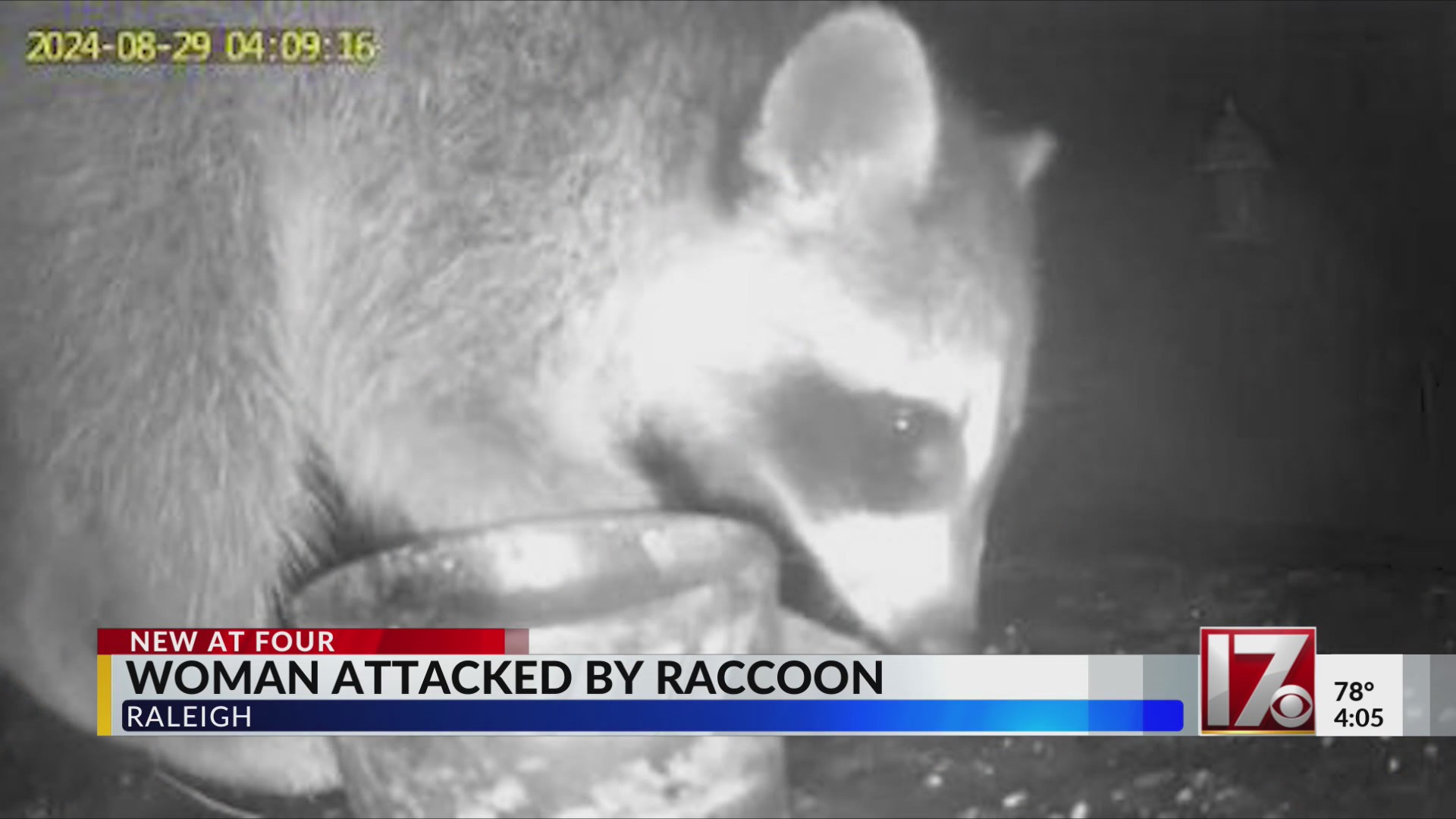Woman attacked by raccoon in Raleigh – CBS17.com