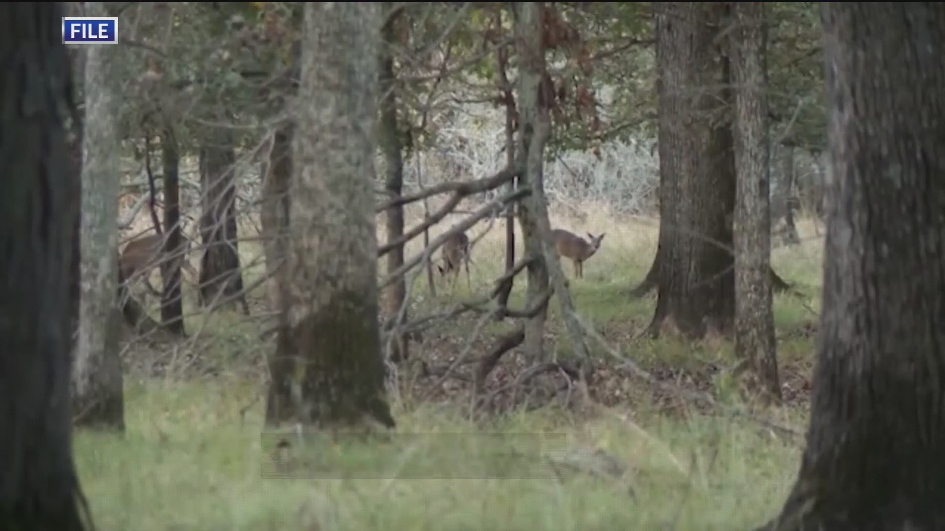 Viral Disease Spotted In West Virginia Deer Wboy