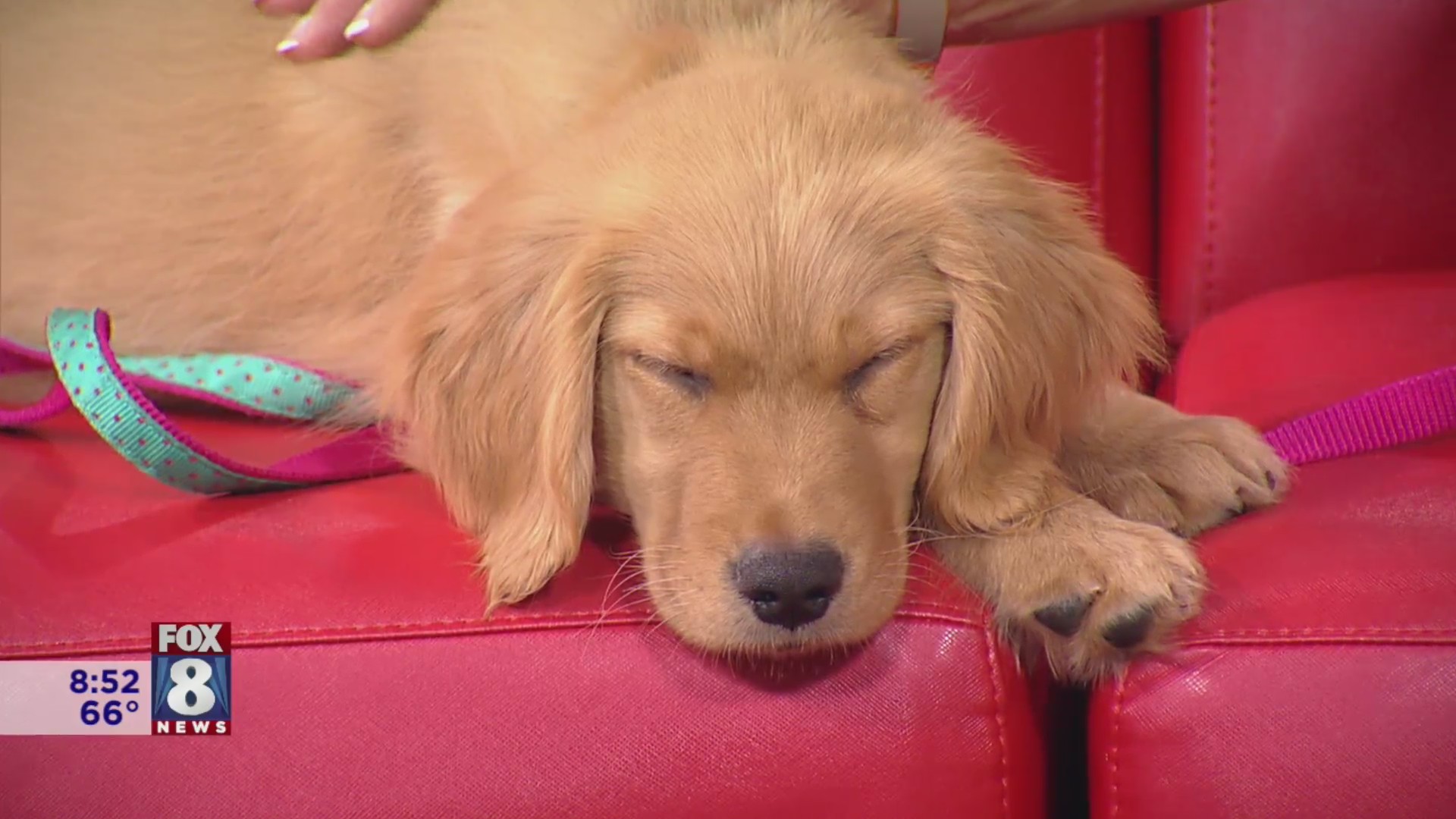 Meet Stefani’s new pup and learn how you can help the local rescue she