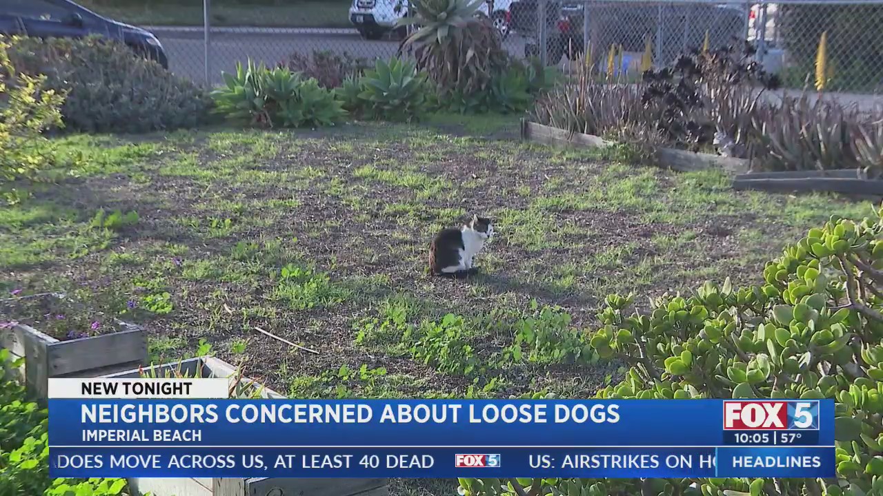 Neighbors concerned about loose dogs – FOX 5 San Diego & KUSI News