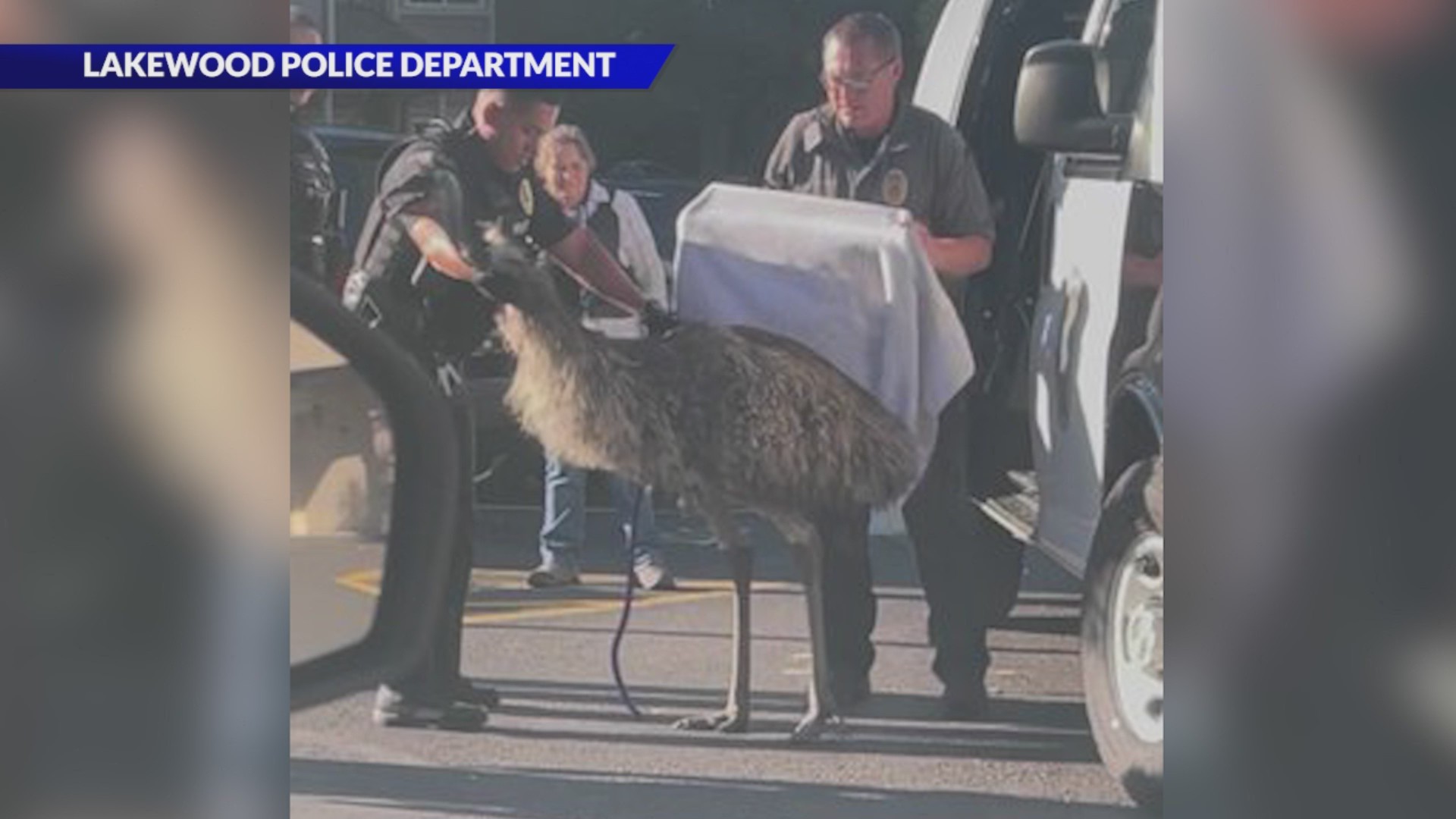 Pinpoint Point D ‘Emu-sing’ encounter involving large, exotic bird reported – FOX31 Denver