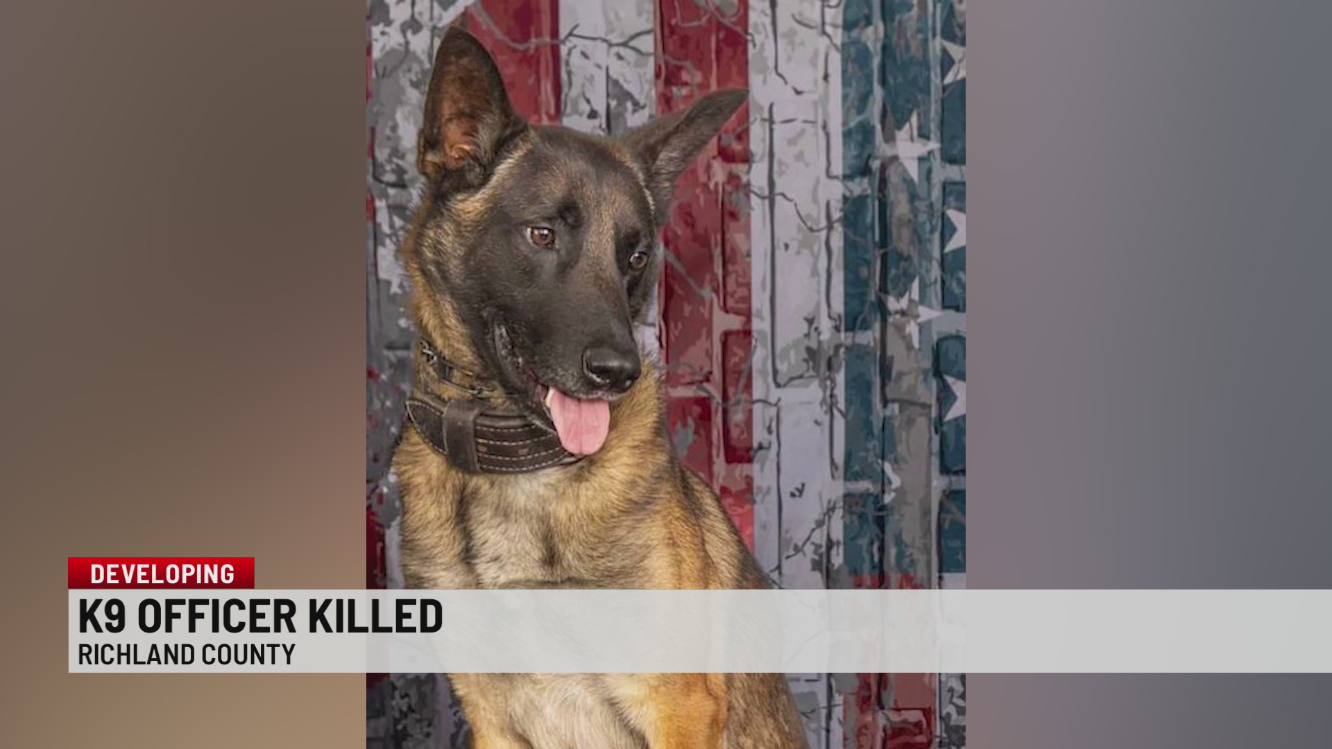 SC K-9 killed in the line of duty – WSPA 7NEWS
