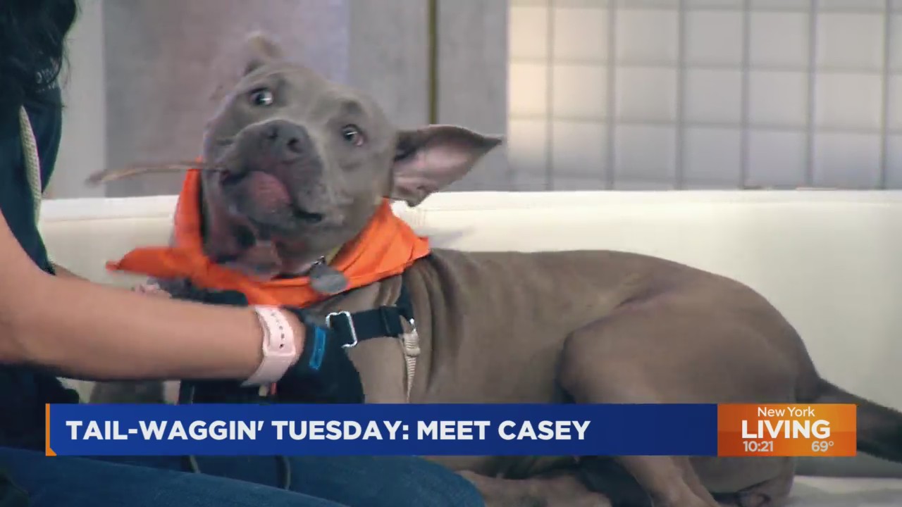 Tail Waggin Tuesday Casey PIX11