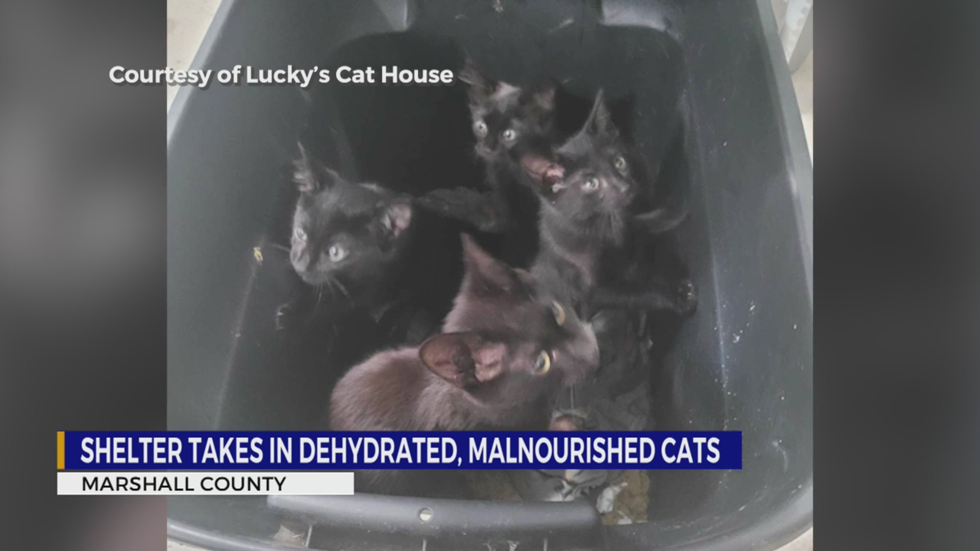 Marshall County, TN shelter takes in malnourished cats – WKRN News 2