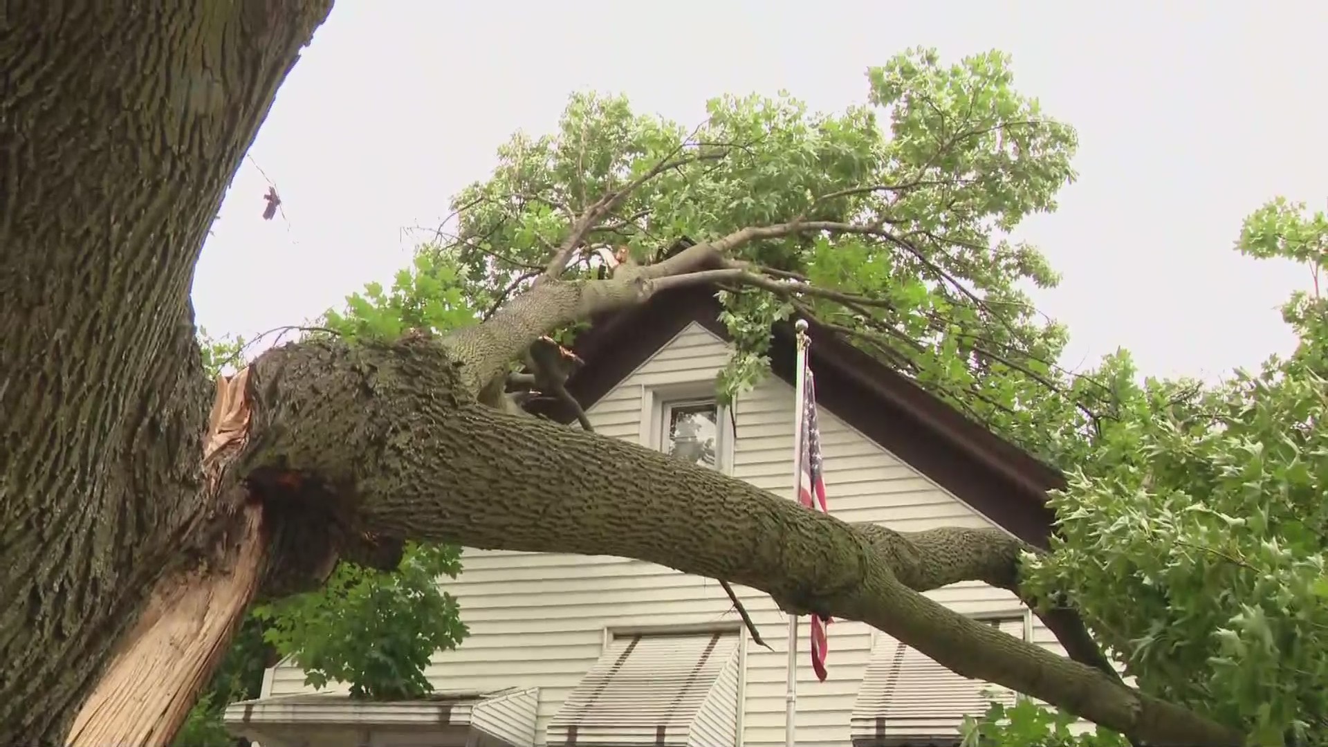 Residents picking up the pieces after severe storms bring down trees ...