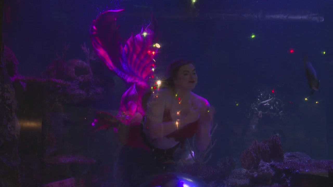 Mermaid magic comes to Shreveport Aquarium in Aqua Mermaids ...