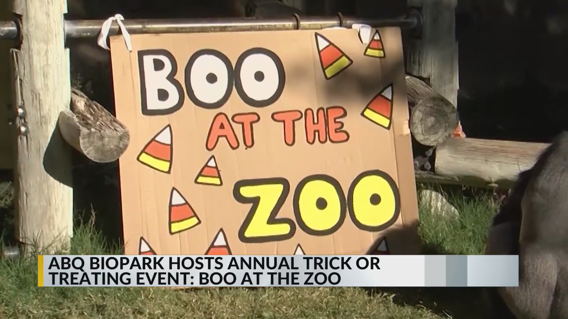 Families celebrate Halloween at Boo at the Zoo at the ABQ BioPark ...