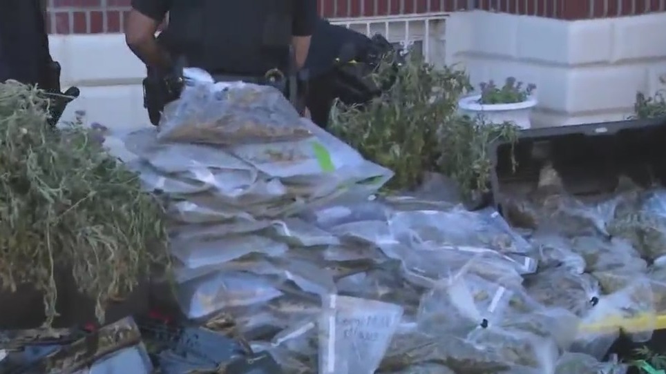 Illegal cannabis grow house busted in Brooklyn – PIX11