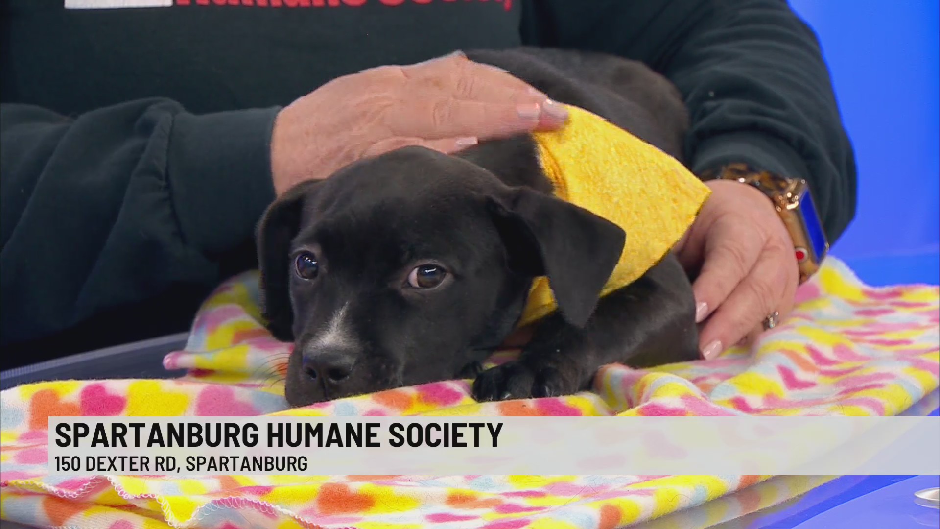 Pet of the Week Blossom WSPA 7NEWS