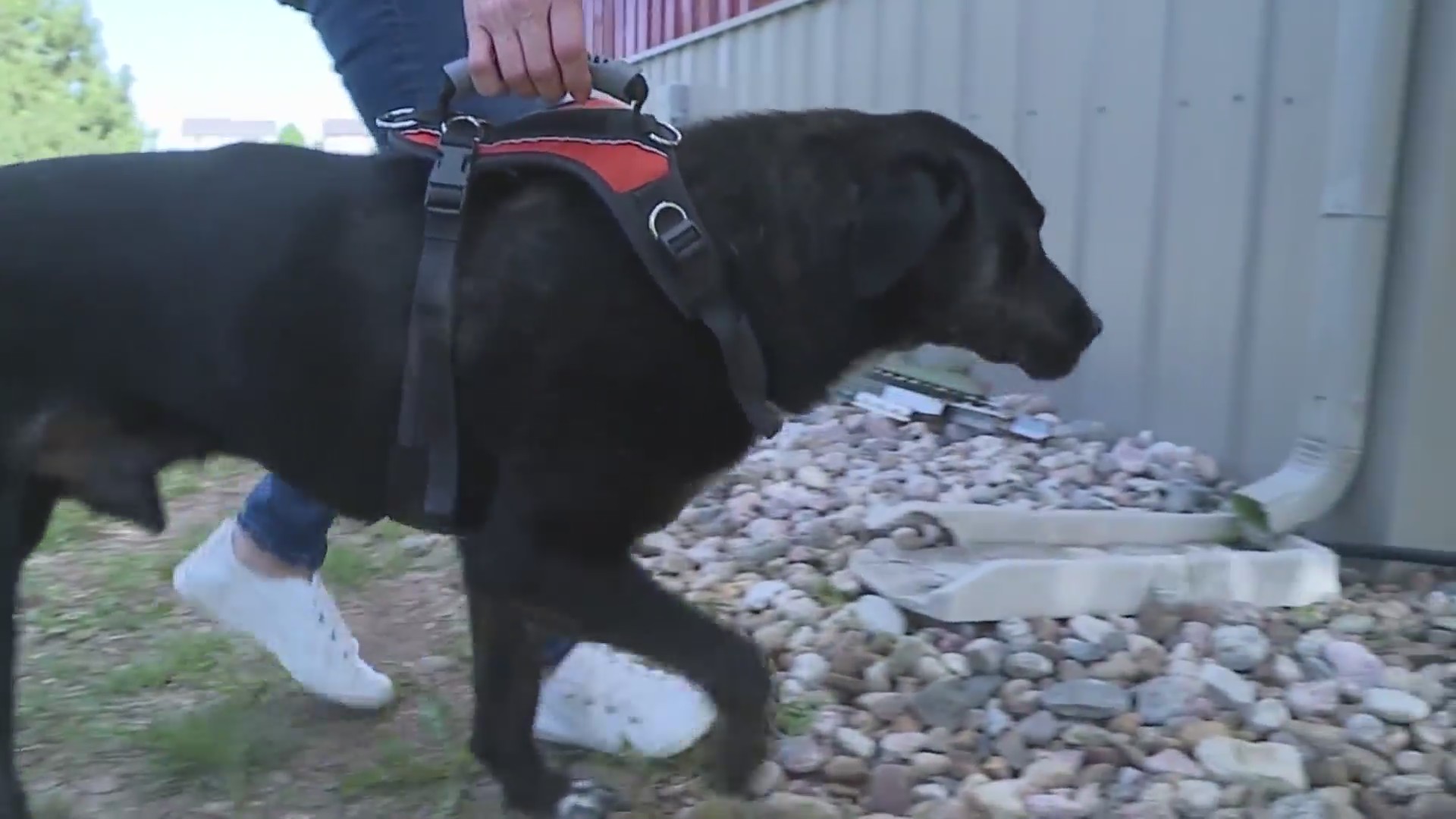 Lost dog gets second chance at life – FOX31 Denver