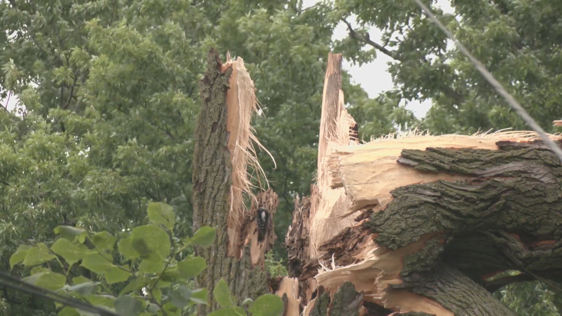Byron, Freeport clean up debris after severe storms – MyStateline ...