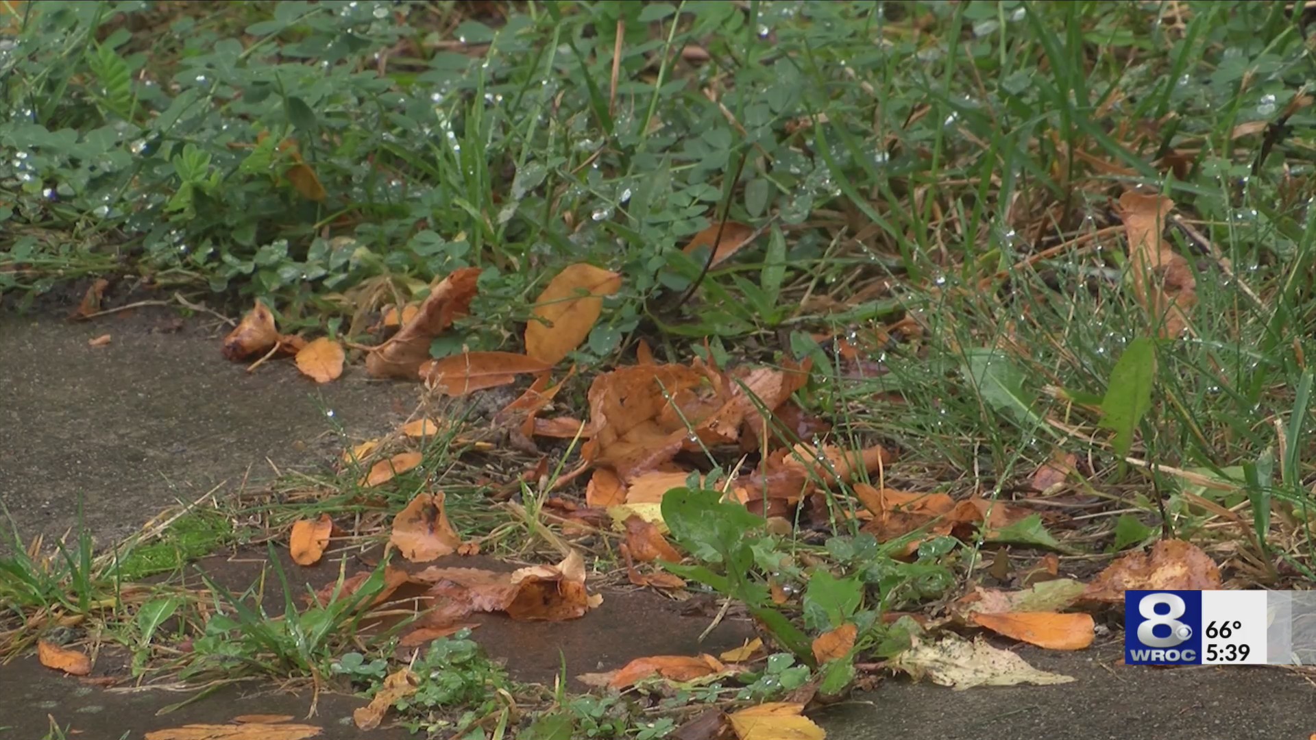 Fall foliage could lead to slippery roads: Here’s what to remember ...