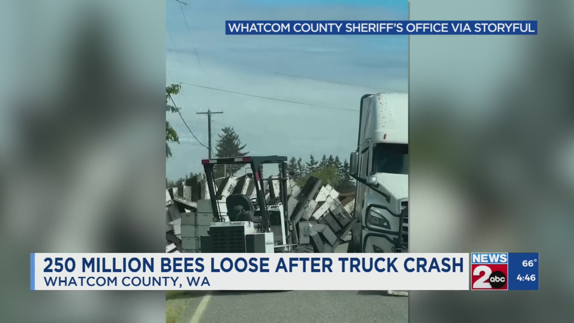 250 million bees loose after truck crash in Washington state – WKRN News 2