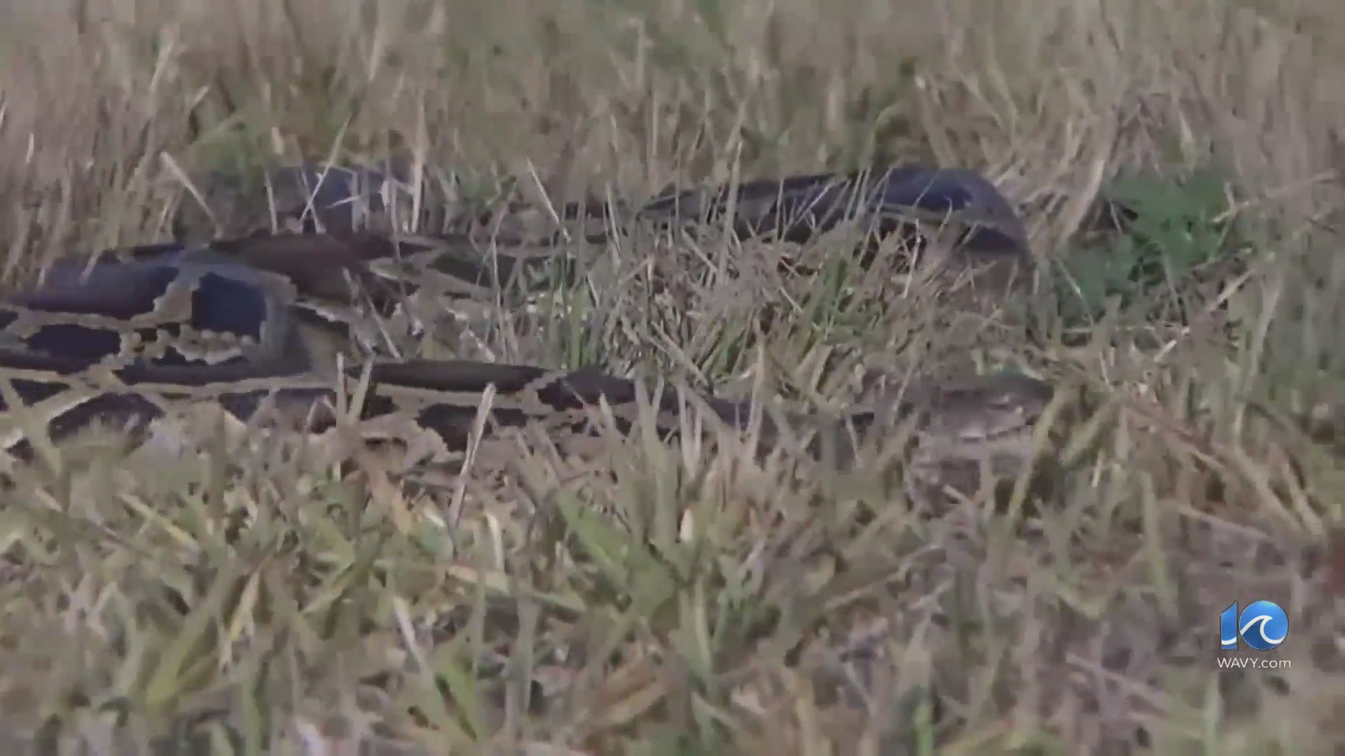 Pasquotank County preps public on a python problem – WAVY.com