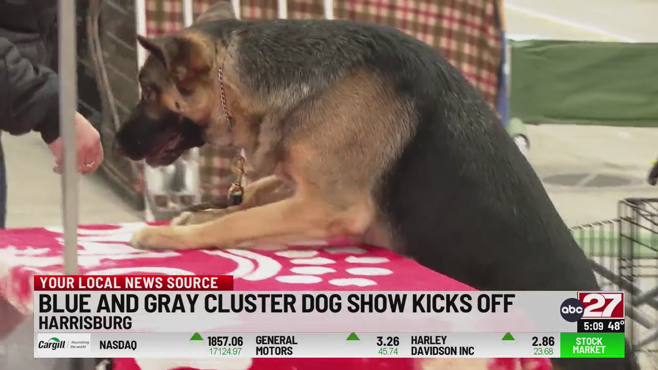 Blue And Gray Cluster Dog Show Returns To Harrisburg ABC27 blue-and-gray-cluster-dog-show-returns-to-harrisburg-abc27
