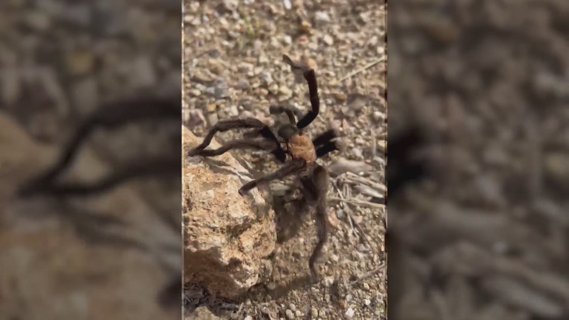 New Mexico tarantulas venture out for mating season KRQE NEWS 13
