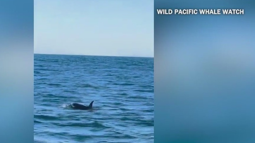 Rare orca pod spotted off coast – FOX 5 San Diego & KUSI News