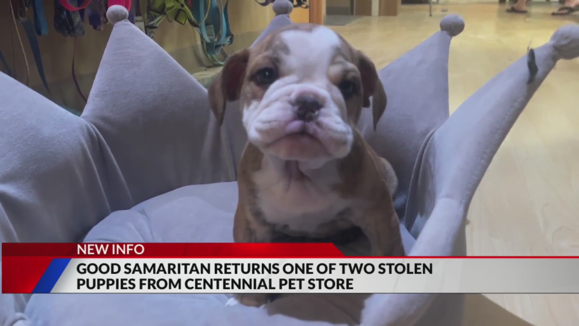 Good Samaritan returns stolen puppy, 1 still missing – FOX31 Denver