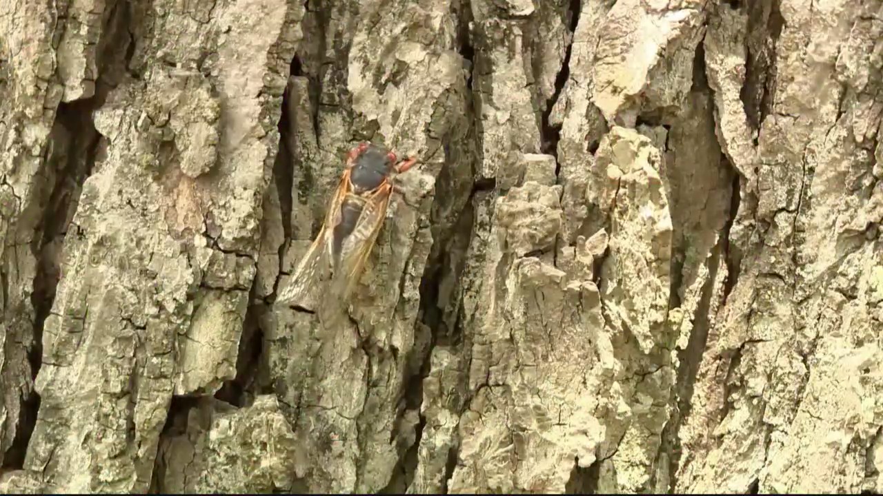 Program Cicade Cicada virtual program to be held at MDC – KOLR – OzarksFirst.com