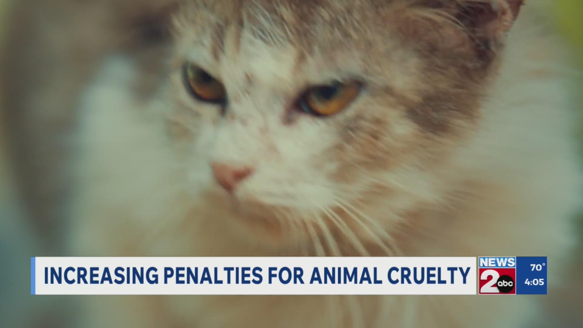 Push to increase penalties for animal cruelty in TN – WKRN News 2
